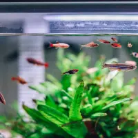 Ilustrasi Akuarium/https://unsplash.com/Jerry Wang