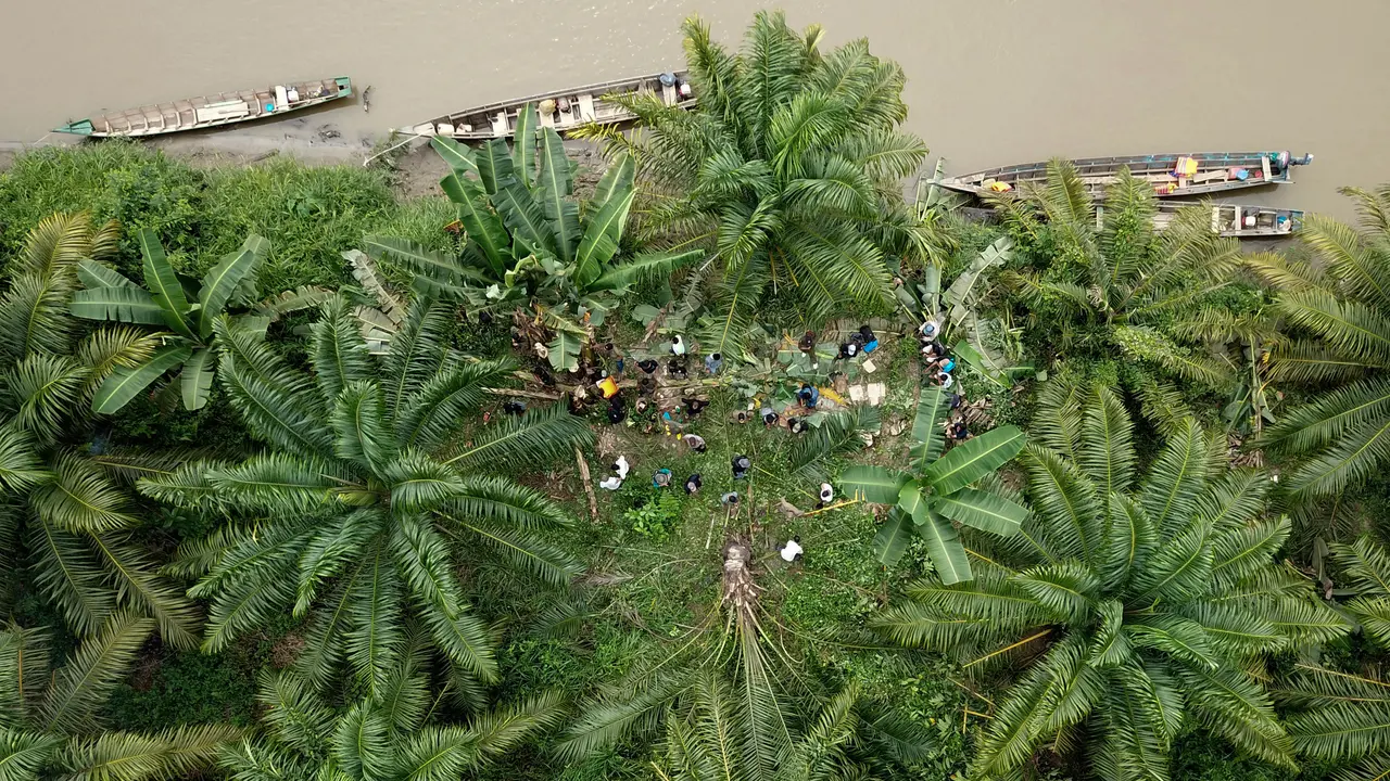 Penebangan Kebun Kelapa Sawit Ilegal di Taman Nasional Gunung Leuser