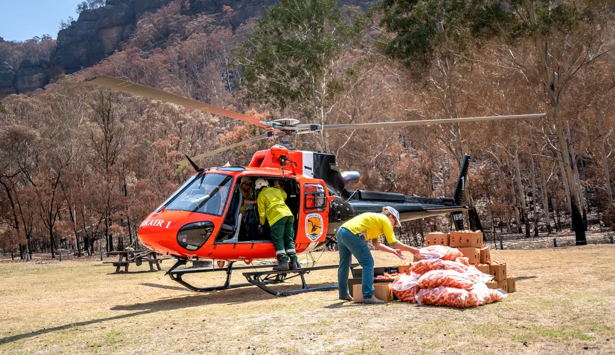 Petugas memuat wortel dan ubi jalar untuk walabi korban kebakaran hutan di sepanjang Pantai Selatan New South Wales pada 10 Januari 2020. Sekitar 1.000 kg ubi dan wortel ditumpahkan dari helikopter di berbagai wilayah dalam sepekan terakhir. (STR/NSW NATIONAL PARKS AND WILDLIFE SERVICES/AFP)
