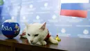 Suasana saat kucing bernama Achilles memprediksi hasil pertandingan sepak bola antara Rusia dan Arab Saudi di Saint Petersburg, Rusia, Rabu (13/6). Metode yang digunakan Achilles adalah dengan memilih salah satu mangkuk berisi makanan. (Olga Maltseva/AFP)