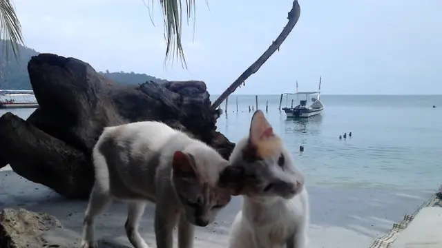 Pantai Kucing