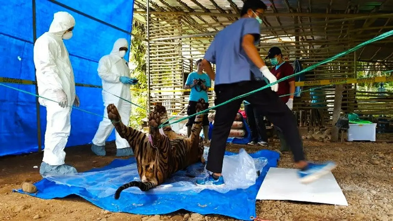 Bangkai Harimau Sumatra, Inung Rio, diotopsi petuas BBKSDA Riau untuk menemukan penyebab pasti kematiannya.
