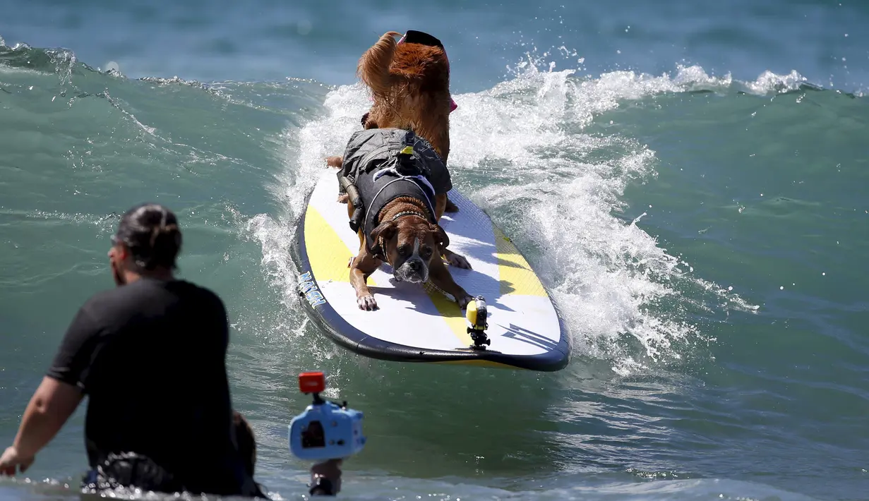 Dua anjing berada diatas papan surfing saat mengikuti Surf Dog Contest Surf City di Huntington Beach, California, Amerika Serikat, (27/9/2015). (REUTERS/Lucy Nicholson)