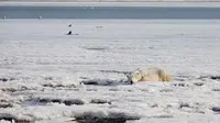 Seekor beruang kutub nyasar sejauh 700 kilometer dari habitat asalnya. (Instagram @alinaukolova)