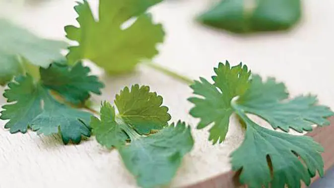 Inilah Perbedaan Mengolah Parsley Basil Dan Oregano Lifestyle Fimela Com