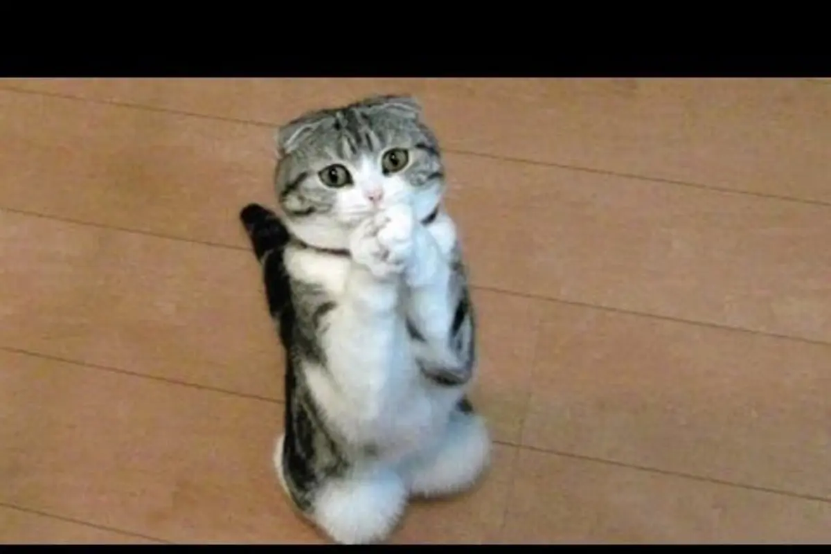 Kelaparan, Kucing dan Anjing Ini Memohon Minta Makan
