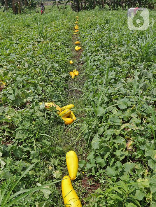 Timun suri hasil panen dikumpulkan di kawasan Rangkapan Jaya Baru, Pancoran Mas, Depok, Jawa Barat, Selasa (13/4/2021). Timun suri dicari pembeli sebagai salah satu bahan menu minuman untuk berbuka puasa. (Liputan6.com/Herman Zakharia)