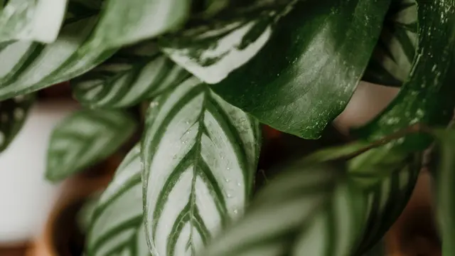 Monstera Siltepecana