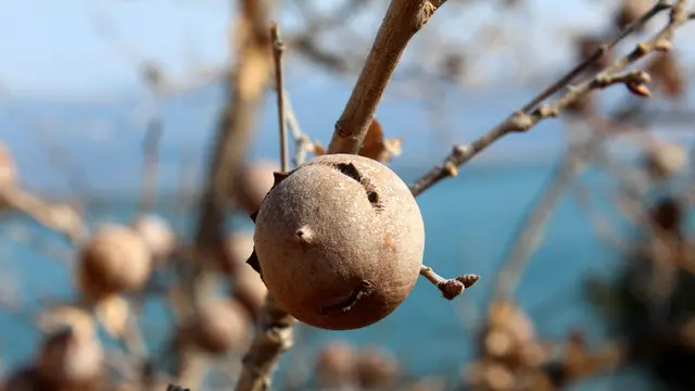 Psst, Ini Dia Manfaat Buah Manjakani untuk Keharmonisan Suami-Istri