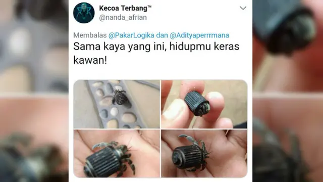 Jika cangkangnya diburu, tentu saja umang-umang tak memiliki rumah sebagai tempat berlindung.