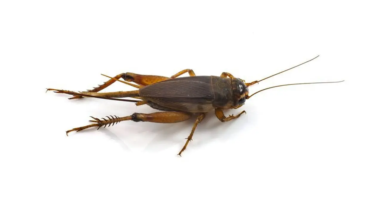 jangkrik