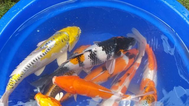 Beberapa ikan koi hasil budidaya pecinta koi Garut, nampak terlihat indah dengan perpaduan sejumlah warna di tubuhnya.
