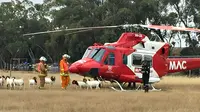Sebuah helikopter bantuan kedaruratan terpaksa batal lepas landas karena ditanduk segerombolan kambing.