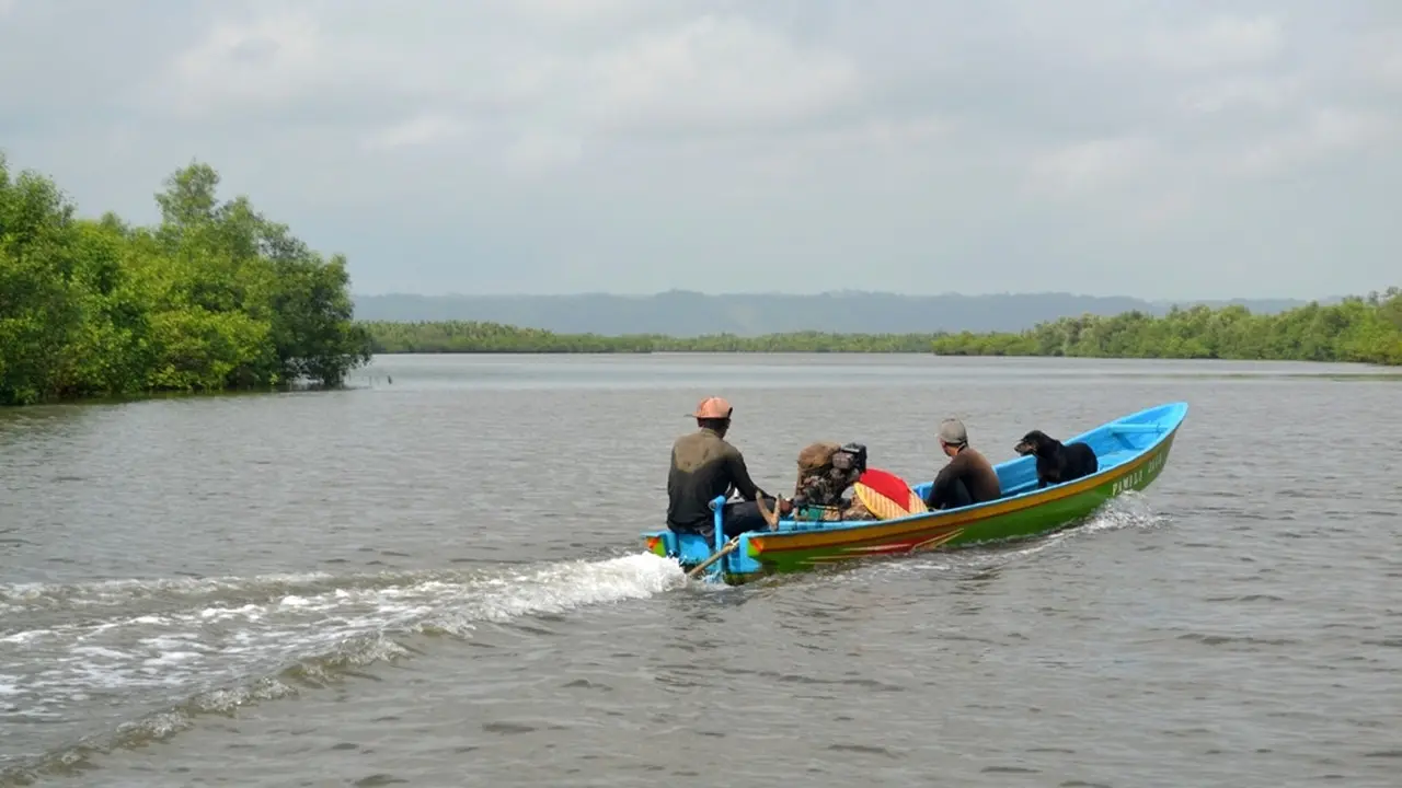 Perahu jukung meluncur di Laguna Segara Anakan, Cilacap, Jawa Tengah. (Foto: Liputan6.com/Muhamad Ridlo)