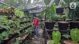 Pembudi daya merawat tanaman hias kuping gajah (Anthurium crystallinum) di Pinang, Kota Tangerang, Banten, Jumat (21/1/2022). Tanaman hias berbagai jenis dari harga Rp50 ribu hingga Rp2 juta per tanaman tersebut dipasarkan sampai Thailand, Malaysia hingga Kanada. (Liputan6.com/Angga Yuniar)