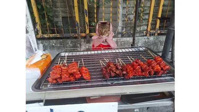 6 Potret Kucing Jualan Belum Laku, Mata Berbinar Minta Dibeli