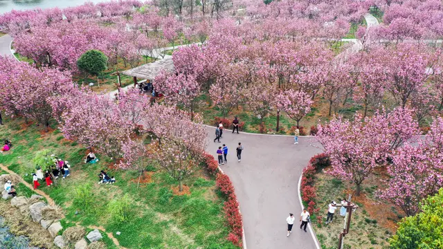 Menikmati Keindahan Warna-warni Bunga Sakura Bermekaran di China