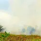 Kebakaran gambut di Kabupaten Siak terus meluas dan mengeluarkan asap.  (Liputan6.com/M Syukur)