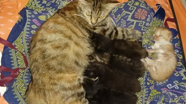 Asal Usul Dipertanyakan, 6 Kucing Beda Warna dengan 'Keluarganya' Ini Unik