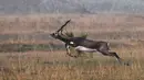 Dalam foto yang diambil pada 14 Desember 2018, seekor blackbucks atau antelop India berlarian di sebuah ladang, negara bagian Odisha. Mamalia yang tersebar di Afrika, Asia, dan Timur Tengah  ini termasuk hewan yang terancam punah. (Dibyangshu SARKAR/AFP)