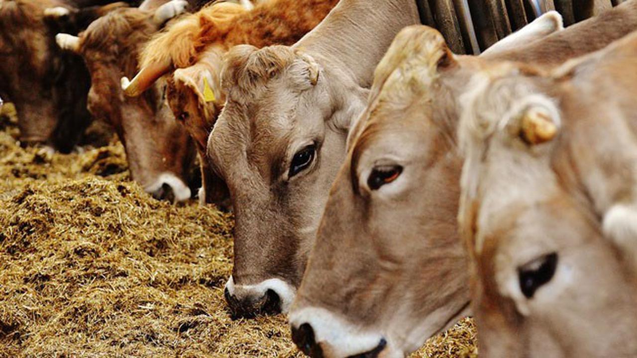 Kena Wabah pada 1990, Sapi Purwakarta Kini Bebas Antraks