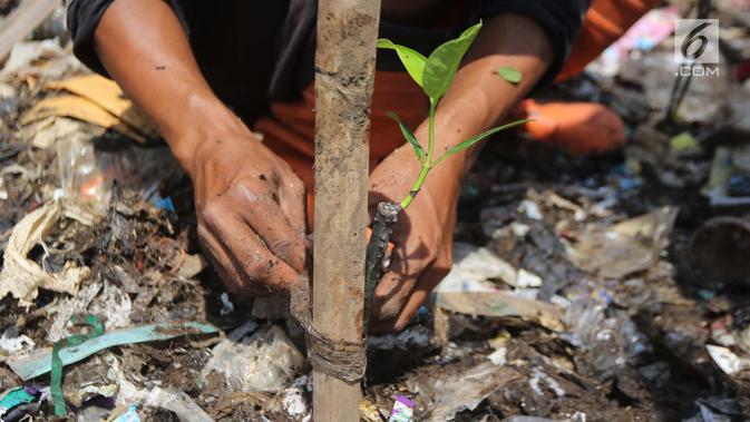 Bibit pohon mangrove yang ditanam di atas tumpukan sampah kawasan hutan mangrove Ecomarine, Jakarta Utara, Minggu (18/3). Bibit mengrove itu ditanam petugas Sudin Lingkungan Hidup dibantu Petugas Prasarana dan Sarana Umum. (Liputan6.com/Arya Manggala)