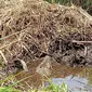 Buaya muara bertelur di kebun sawit di Kabupaten Agam, Sumatera Barat. (Foto: Liputan6.com/Novia Harlina)