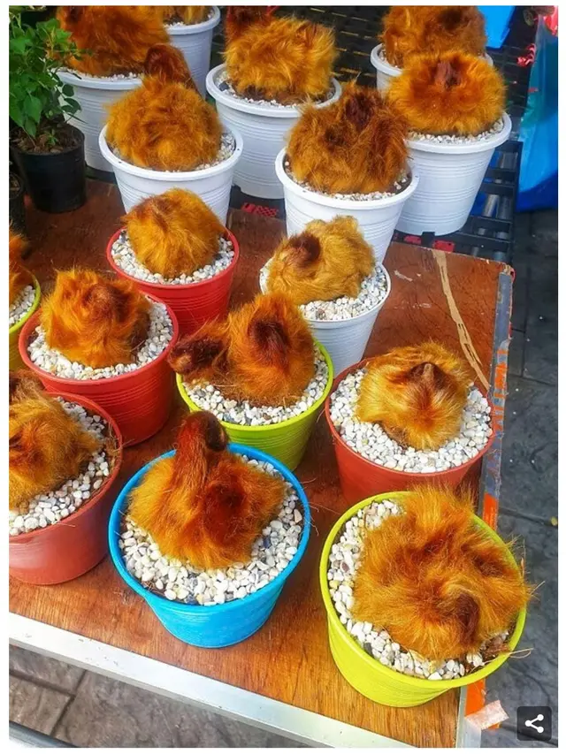 6 Potret Bentuk Unik Tanaman Hias dalam Pot, Bak Terbuat dari Plastik