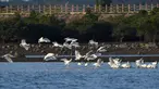 Sekawanan ibis sendok berwajah hitam terlihat di sebuah taman lahan basah di Guangcun, Kota Danzhou, Provinsi Hainan, China selatan (28/12/2020). Banyak ibis sendok berwajah hitam datang ke Danzhou karena cuaca yang hangat di sana pada musim dingin. (Xinhua/Yang Guanyu)