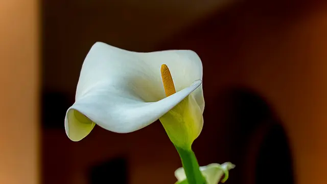 Calla Lily