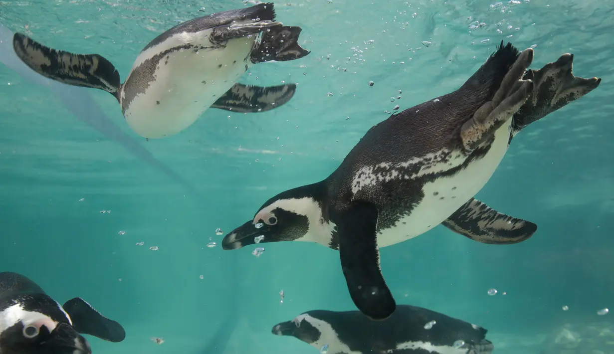 Penguin Afrika atau Penguin Jackass berenang di kolam selama persentasi kepada awak media di kebun binatang Roma, Kamis (27/12). Jumlah yang berkurang menyebabkan penguin ini diklasifikasikan sebagai spesies terancam punah. (AP/Alessandra Tarantino)