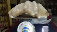 Mutiara dengan panjang 67 cm dan lebar 30 cm ini memiliki berat 34 kg menjadikannya sebagai mutiara terbesar di dunia. Mutiara ini ditemukan di perairan Pulau Palawan, Filipina (23/8). (AFP PHOTO/ Puerto Princesa Provincial Tourism Office)