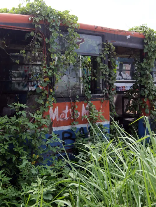 Tanaman menutupi bangkai bus Metromini di Pool Bus Dishub DKI Jakarta, Jumat (23/3). Bus Metromini yang rusak dan tak layak mulai digantikan oleh angkutan umum Minitrans dan Metrotrans. (Liputan6.com/Arya Manggala)