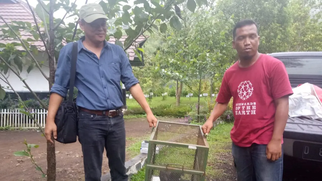 Populasi elang di PKEK Kamojang kembali bertambah satu ekor