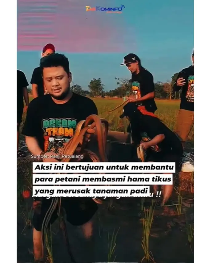 6 Potret Lucky Hakim Lepas Ribuan Ular ke Sawah, Bantu Petani Basmi Hama Tikus