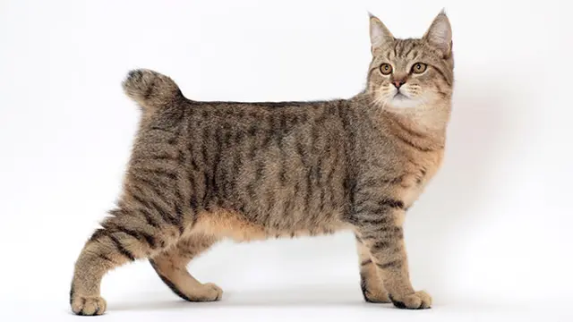 Kucing Pixie-Bob
