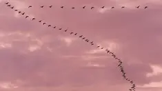 Kawanan angsa terbang saat senja di atas Teufelsmoor, Gnarrenburg di utara Jerman, 16 Oktober 2018. Burung-burung angsa tersebut terbang dengan formasi berbentuk huruf “V”. (Photo by Patrik STOLLARZ / AFP)