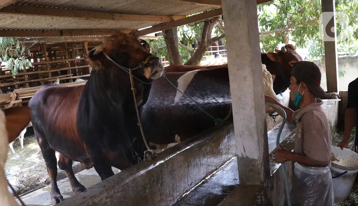 Peternak sapi melakukan perawatan sapi yang sudah dibeli Presiden Joko Widodo untuk kurban  Idul Adha di Ciledug, Tangerang, Banten, Selasa (28/7/2020). (Liputan6.com/Angga Yuniar)