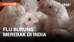 Otoritas di Negara Bagian Jharkhand, India timur, pada Rabu (22/5) mulai memusnahkan sejumlah unggas menyusul merebaknya wabah flu burung, demikian disampaikan oleh sejumlah pejabat.