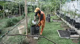 Wagiman (40), petugas Penanganan Prasarana dan Sarana Umum (PPSU) Kelurahan Pondok Kopi melakukan perawatan kebun anggur di kawasan Rawa Jaya, Kecamatan Duren Sawit, Jakarta Timur, Senin (6/6/2022). Hasil panen kebun anggur ini akan dibagikan kepada petugas PPSU dan warga sekitar secara gratis. (merdeka.com/Iqbal S. Nugroho)