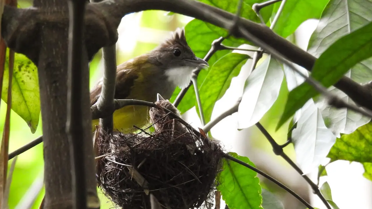 Sarang burung di Jatimulyo
