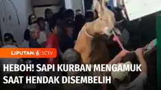 Seekor sapi yang hendak disembelih di Jakarta Pusat, Senin siang mengamuk dan sempat membuat heboh warga. Bahkan amukan sapi nyaris melukai warga yang tengah menonton proses penyembelihan sapi.