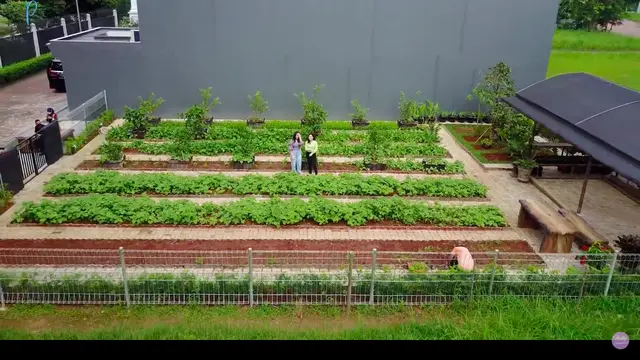 Potret Kebun Organik Milik Prilly Latuconsina, Ada Sayur Hingga Buah-buahan. (Sumber: YouTube/Prilly Latuconsina)