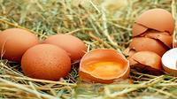 Ilustrasi telur (Sumber: Pixabay/Couleur)