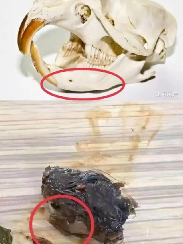 Perbandingan yang menunjukkan bahwa itu benar kepala tikus.