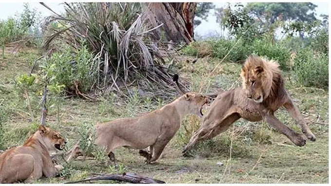 Foto : copyright dailymail.co.uk