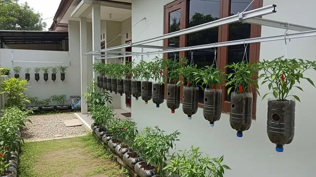 Kebun Cabai Botol Plastik Sistem Rel Geser