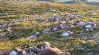 Ratusan Rusa Mati Bersamaan di Tempat Ini, Apa Penyebabnya?