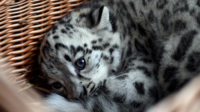 Kisah Si Anak Macan  Jadi Maskot Baru Bojonegoro Regional 