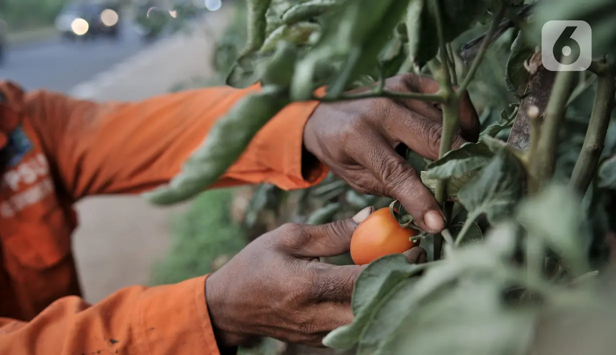 Harun (50) saat merawat kebun sayur di pinggir Jalan Tol Becakayu, Jakarta, Kamis (18/6/2020). Di masa pandemi Covid-19 tak mengurungkan semangat Harun untuk mengurus kebun sayurnya itu namun dirinya juga tetap mengutamakan protokol kesehatan. (merdeka.com/Iqbal S. Nugroho)
